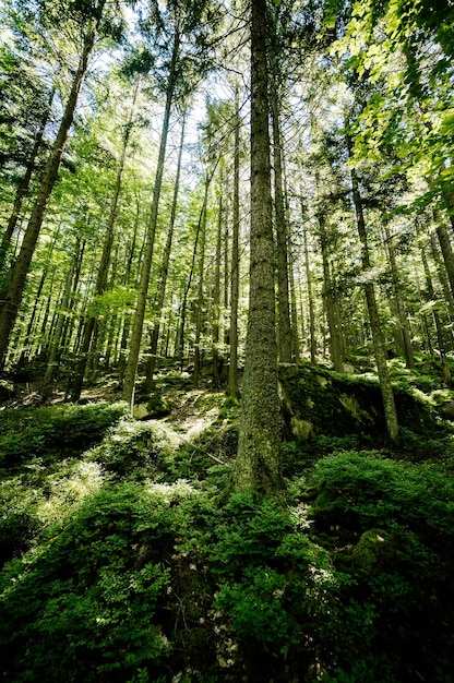 Słoneczny letni las iglasty Sunlight promienie słońca przez lasy W krajobrazie leśnym Park Narodowy Sumava Republika Czeska