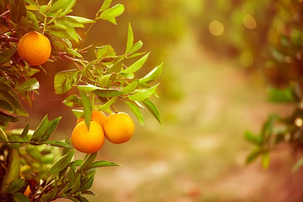 Słoneczny ogród mandarynki z zielonymi liśćmi i dojrzałymi owocami. Sad mandaryński z dojrzewającymi owocami cytrusowymi. Naturalne tło żywności na świeżym powietrzu