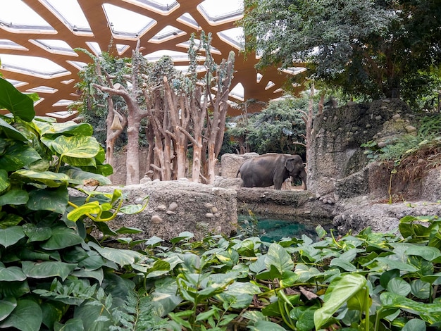 Słoniątko w zoo