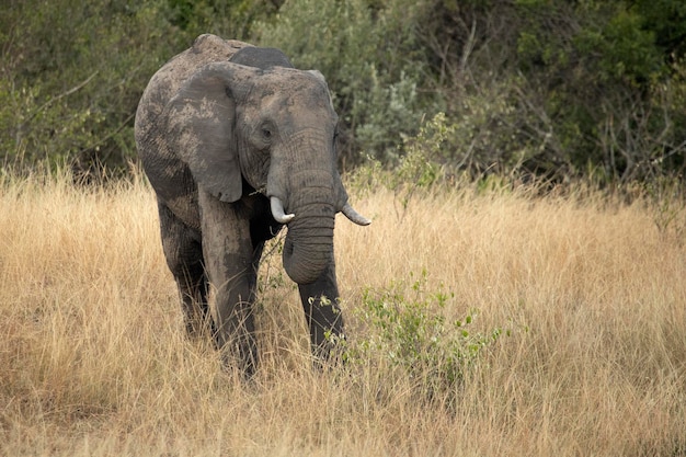 Słonie afrykańskie na afrykańskiej sawannie wśród wysokich traw w świetle wczesnego wieczoru