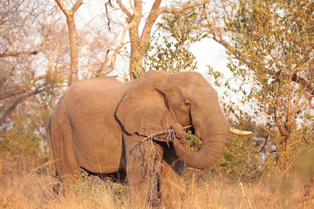 Słonie afrykańskie na safari w południowoafrykańskim rezerwacie dzikich zwierząt