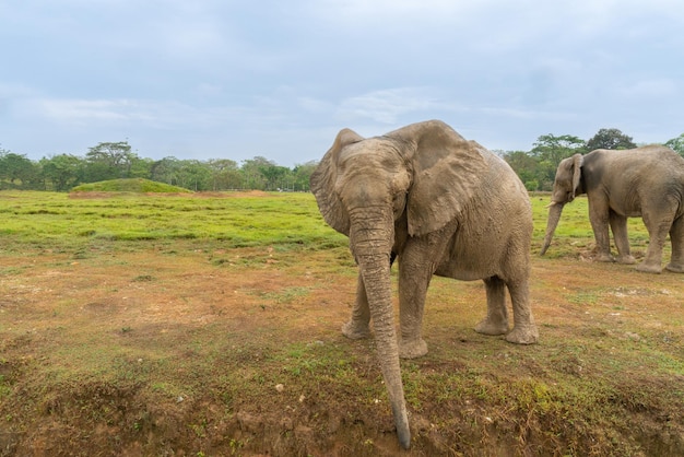 Zdjęcie słonie afrykańskie w dzikim pięknym krajobrazie