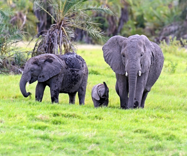 Słonie Afrykańskie W Parku Narodowym Amboseli. Kenia