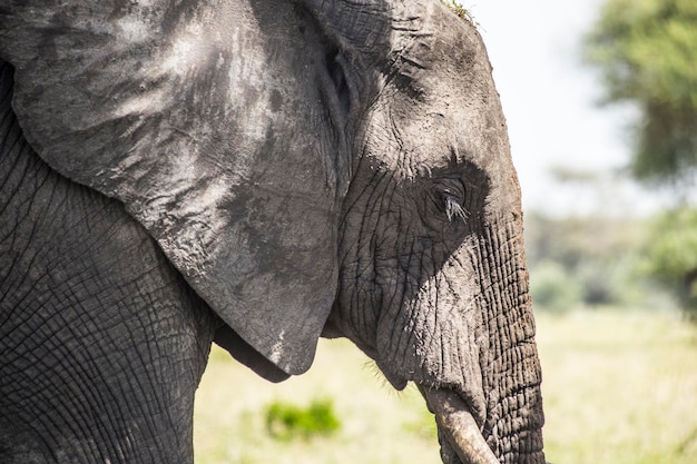 Słonie afrykańskie w Parku Narodowym Tarangire w Tanzanii. Głowa słonia afrykańskiego z bliska.