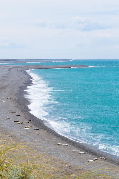 Słonie Morskie Na Plaży Caleta Valdes Patagonia Argentyna