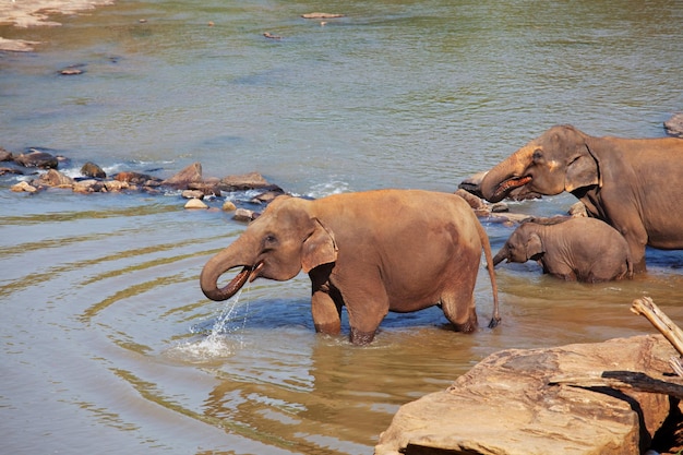 Słonie na Sri Lance