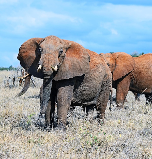 Słonie Park Narodowy Tsavo East W Kenii