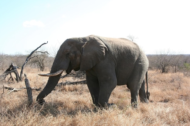 Słonie południowoafrykańskie na wolności