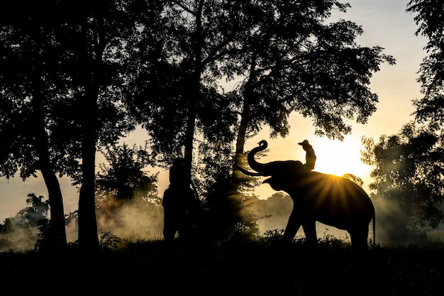 Zdjęcie słonie stoją rano na polach ryżowych