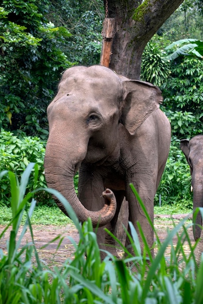 Słonie sumatrzańskie w swoim środowisku