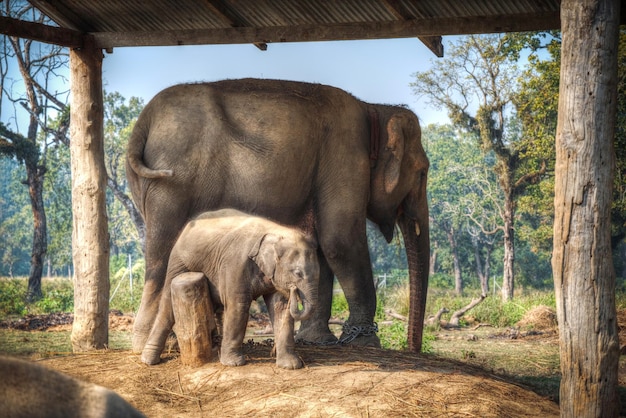 Słonie w Chitwan