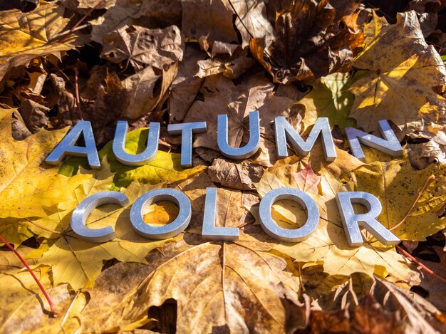 Słowa kolor jesienny ułożone metalowymi literami nad zbliżeniem żółtych jesiennych opadłych liści z selektywnym skupieniem