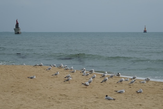 Słynna Plaża Haeundae W Korei Południowej Busan