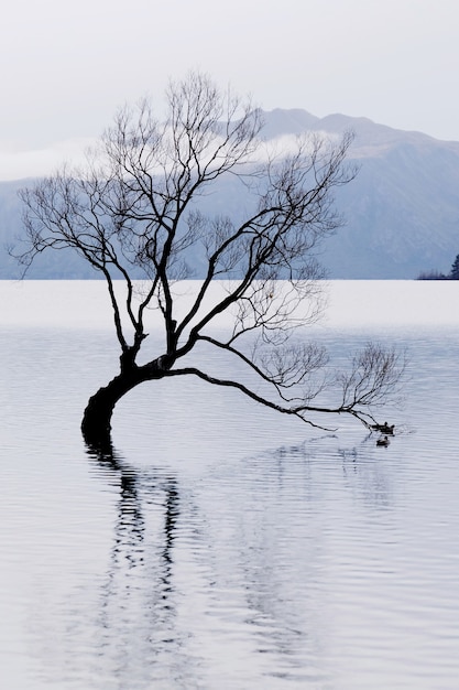 Słynne drzewo Wanaka lub Lonely Tree of Wanaka, nad jeziorem Wanaka, South Island, Nowa Zelandia