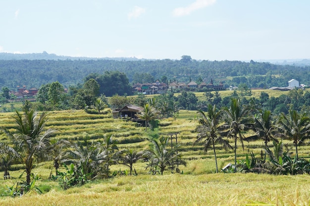 Słynne tarasy ryżowe Jatiluwih na Bali Tabanan w Indonezji