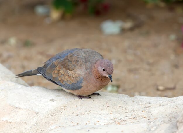 Śmiejąca się gołębica (Spilopelia senegalensis) siedzi na ziemi z bliska