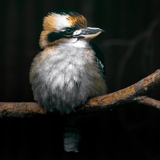 Śmiejąca się kookaburra