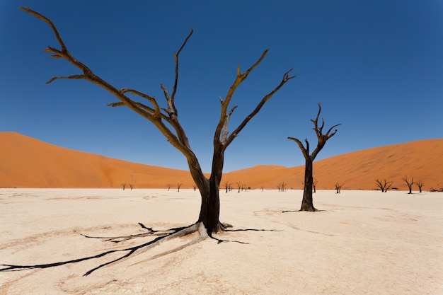 Śmiertelny Drzewo Przy Nieżywym Vlei, Sossusvlei, Namibia Pustynia