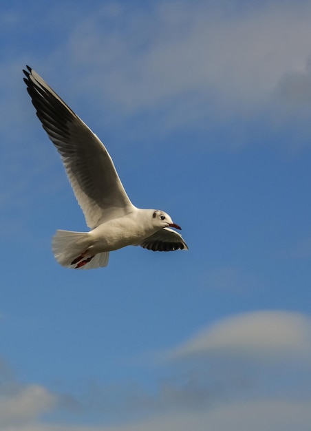 Śmieszka Chroicocephalus ridibundus Larus ridibundus Ptak w locie z rozpostartymi skrzydłami na Morzu Czarnym