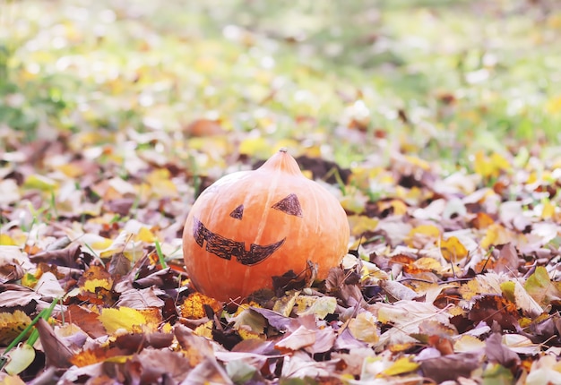 Śmieszna dynia Halloween w parku jesień z liści jesienią.