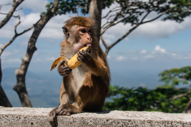 Śmieszna małpa makaka zjada banana siedząc na kamiennym ogrodzeniu i patrząc na bok na tle przyrody