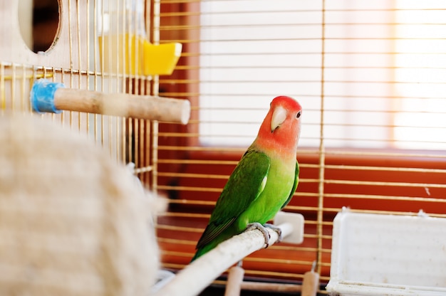 Zdjęcie Śmieszna papuga gołąbka w dużej klatce na rooom w słońcu.