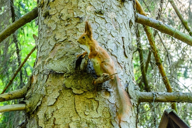 Śmieszna wiewiórka na drzewie latem