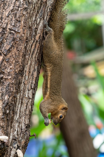 Śmieszna wiewiórka z dokrętką na drzewie