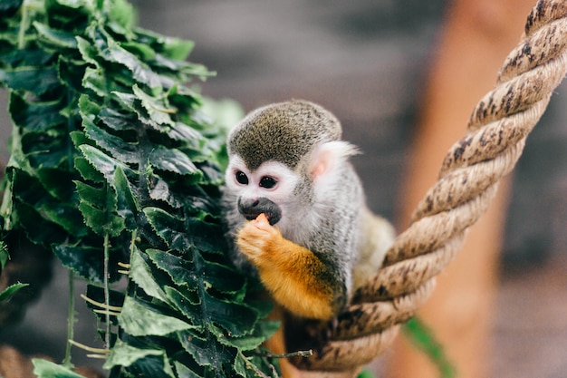 Śmieszne małe małpy podgatunki w zoo