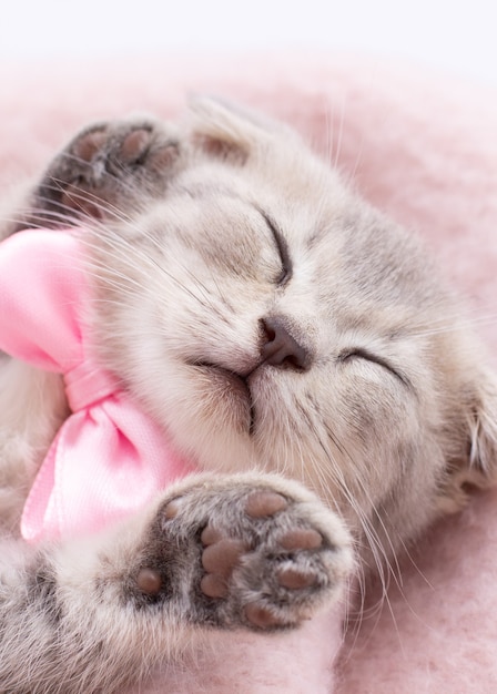 Śmieszne śpiące dziecko kot kotek w wiklinowym koszu