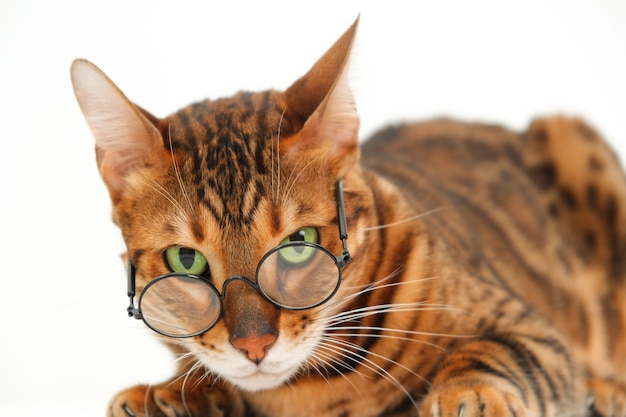 Śmieszne surowe spojrzenie kot bengalski w okularach patrząc na kamerę leżącą na białym tle, na białym tle.Pet zły kiepska koncepcja wzroku lub surowy profesor lub pomysł na zwierzęta i humor. Zbliżenia