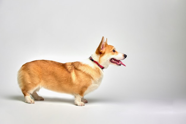 Śmieszne Welsh Corgi Pembroke. Kocham Zwierzęta