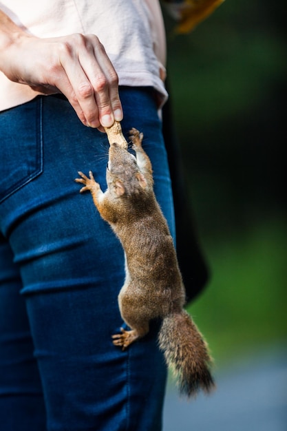 Śmieszne zbliżenie kobiety karmienia czerwonej wiewiórki