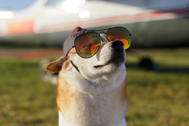 Śmieszne zbliżenie psa Shiba Inu w kombinezonie pilota na tle trawy