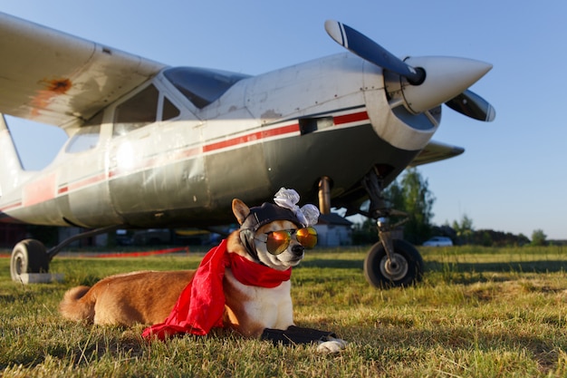 Śmieszne zdjęcie psa Shiba Inu