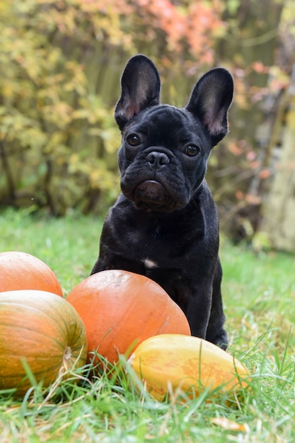 Śmieszny Czarny Młody Pies Buldog Francuski I Dynia Na Halloween