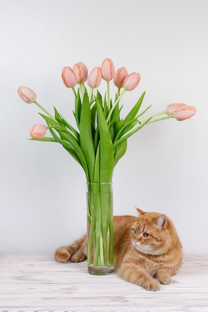 Śmieszny czerwony kot i wazon różowe kwiaty na stole z kopią miejsca na tekst kotka i tulipany na białym