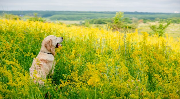 Śmieszny Golden Retriever Na Kwitnienia Polu