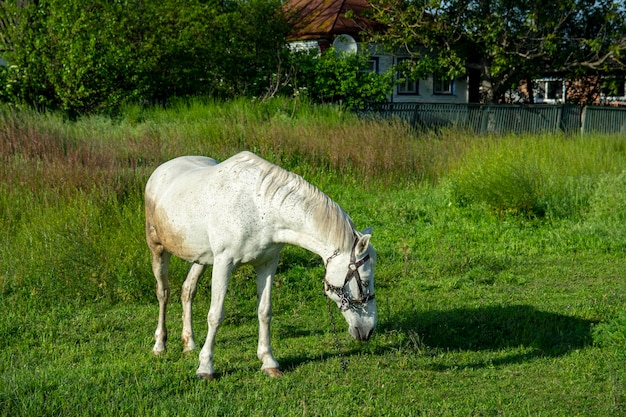 Śmieszny koń na pastwisku łąka. Piękny biały koń przyjazny w uprzęży z łańcuchem w polu lato na tle błękitnego nieba.