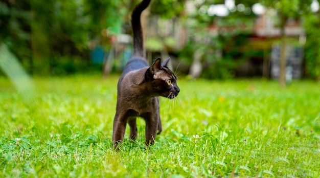 Śmieszny kot birmański bawiący się na zewnątrz Szczęśliwy kot odwracający wzrok podczas spaceru po ogrodzie Widok na całą długość Koncepcja zwierząt