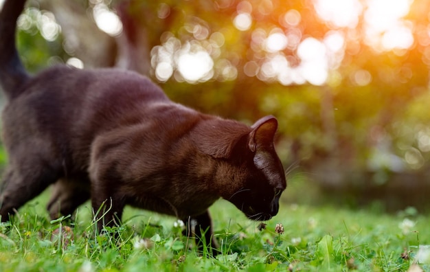 Śmieszny kot birmański spacerujący na zewnątrz Szczęśliwy kot odwracający wzrok podczas polowania w ogrodzie Widok na całą długość Koncepcja zwierząt