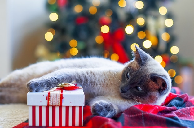 Śmieszny kot i świąteczny prezent pudełko z bokeh tłem bożonarodzeniowych lampek