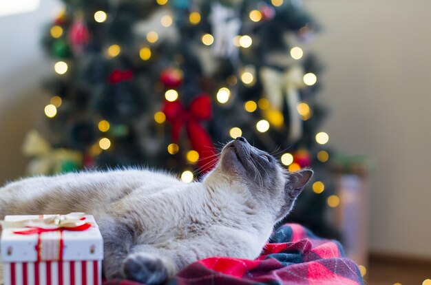 Śmieszny kot i świąteczny prezent pudełko z bokeh tłem bożonarodzeniowych lampek