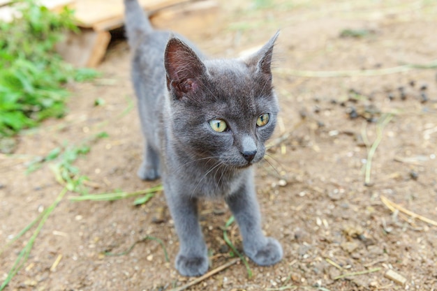 Śmieszny kotek krótkowłosy domowy szary skradający się przez podwórko. Brytyjski kot chodzi outdoors w ogródzie na letnim dniu. Opieka nad zwierzętami Koncepcja zdrowia i zwierząt Nowy śliczny członek rodziny