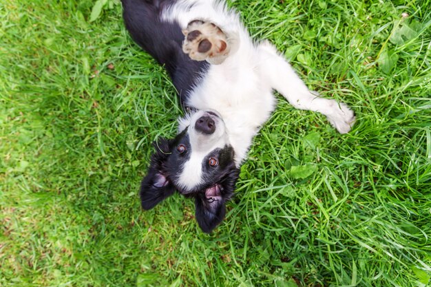 Śmieszny plenerowy portret ślicznego Border collie łgarski puszek na zielonej trawie