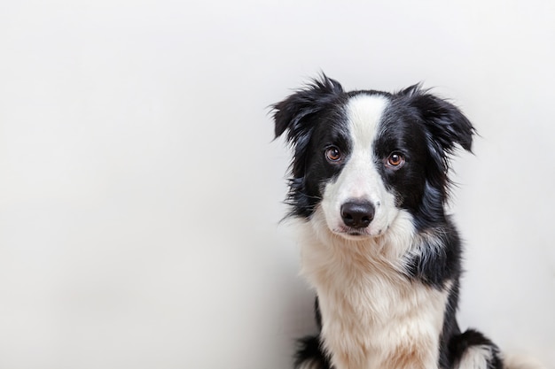 Śmieszny portret śliczny smilling szczeniaka psa Border collie odizolowywający na bielu. Nowy śliczny członek rodziny małego psa, który patrzy i czeka na nagrodę. Koncepcja życia śmieszne zwierzęta zwierzęta.