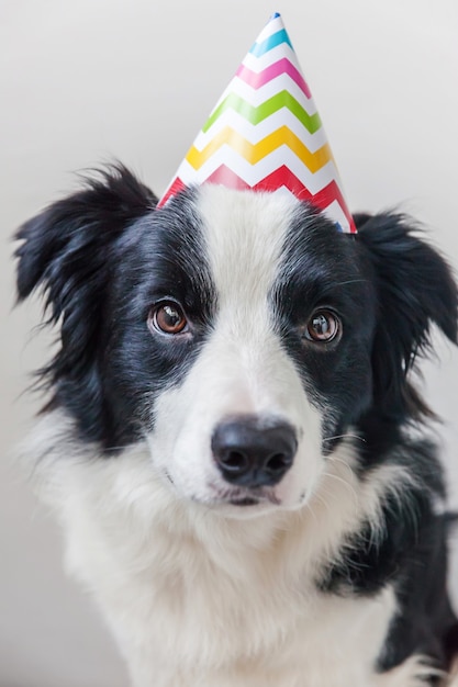 Śmieszny portret śliczny uśmiechnięty szczeniaka psa Border collie jest ubranym urodzinowego niemądrego kapeluszową patrzeje kamerę odizolowywającą na biel ścianie. Koncepcja strony Happy Birthday. Śmieszne zwierzęta zwierzęta życie.