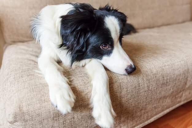 Śmieszny Portret śliczny Uśmiechnięty Szczeniaka Psa Border Collie Na Leżance. Nowy śliczny Członek Rodzinnego Małego Psa W Domu, Wpatrujący Się I Czekający. Koncepcja Opieki Nad Zwierzętami I Zwierzętami.