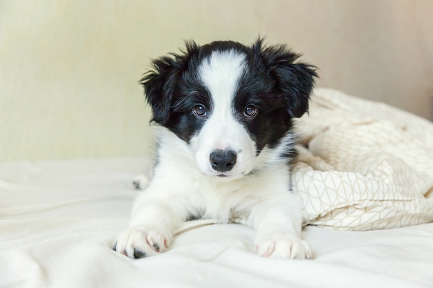 Śmieszny portret śliczny uśmiechnięty szczeniaka psa Border collie w domu