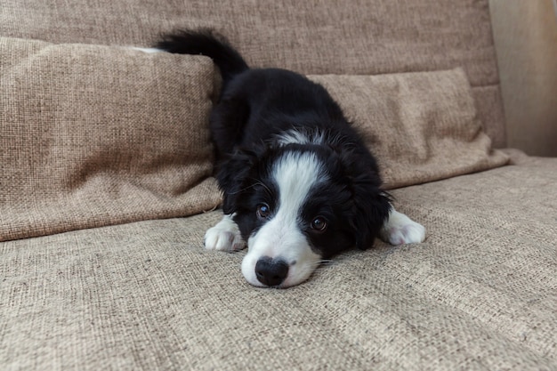 Śmieszny portret śliczny uśmiechnięty szczeniaka psa Border collie w domu